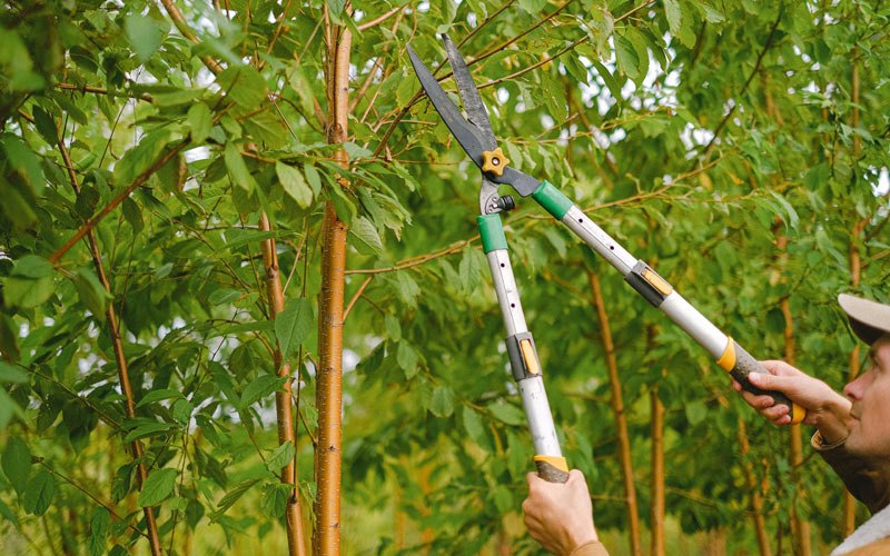 Tree trimming in Park Valley, UT