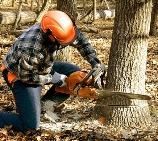 Tree Removal in Park Valley, UT